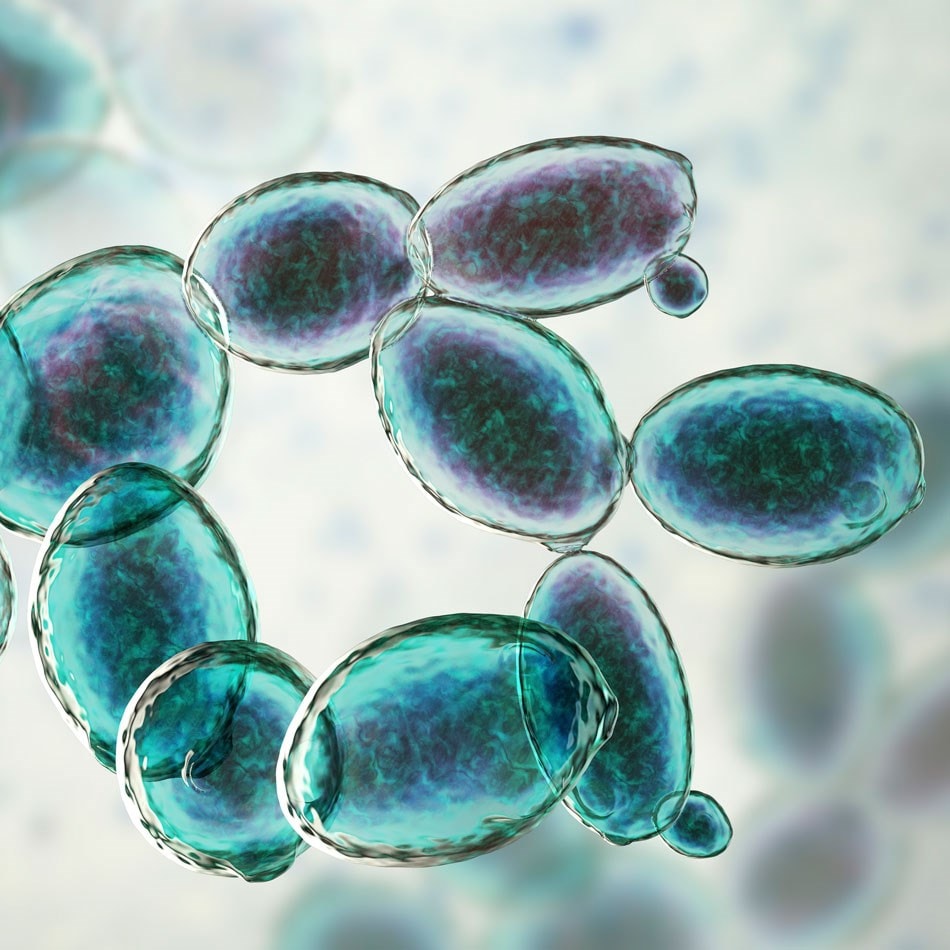Microscopic view of yeast cells, oval-shaped and clustered, with a translucent blue-green hue against a blurred background.