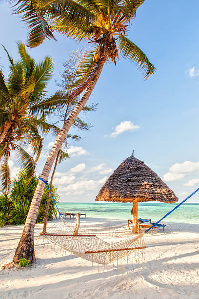 Zanzibar cover image