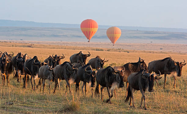 Tanzania cover image