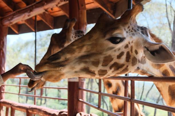 Content Section Image