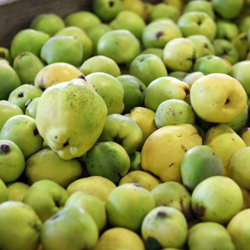 A crate filled to the brim with bumpy, greenish-yellow quinces.
