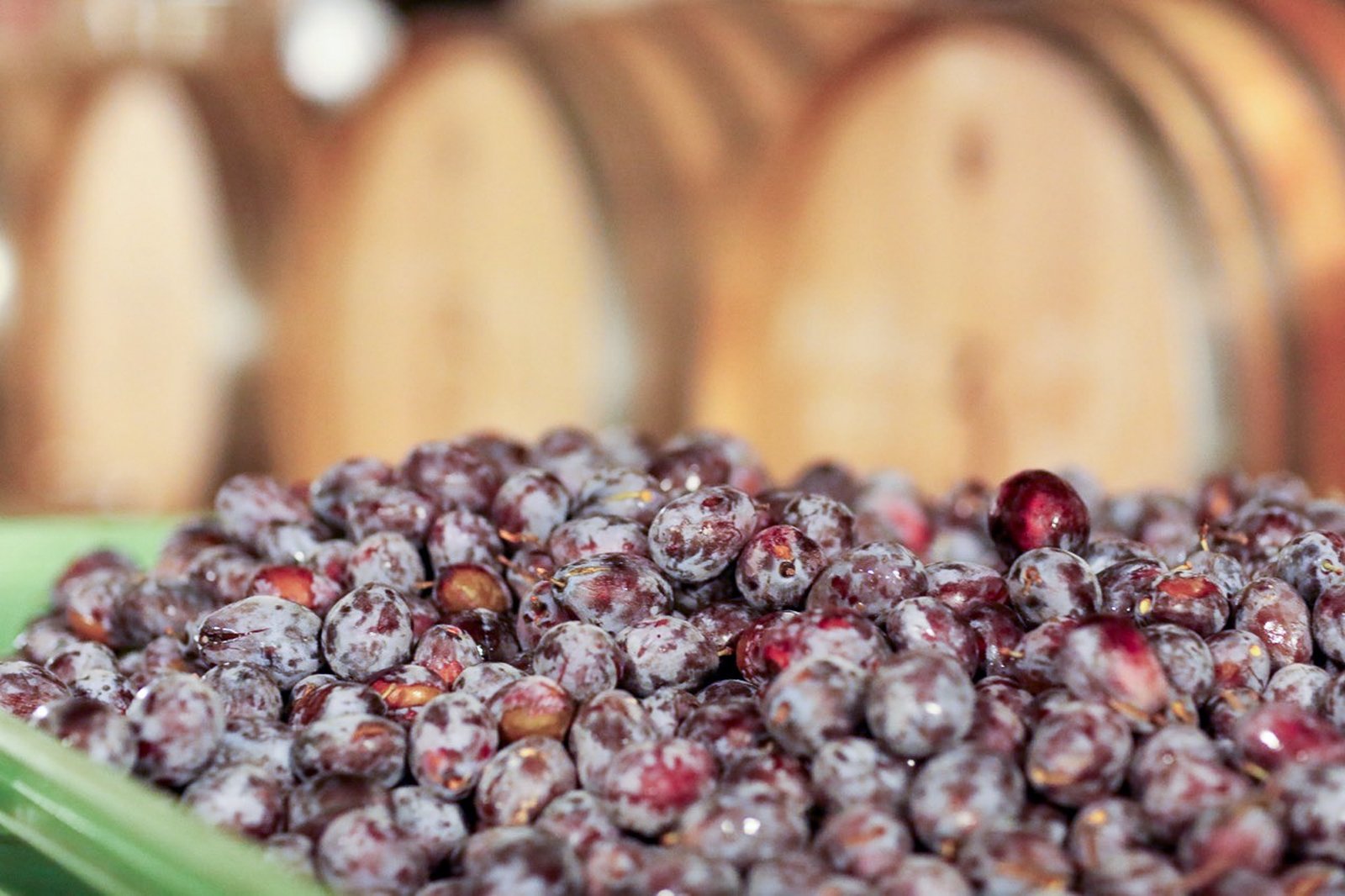 A crate filled with prumes, ready to be processed.