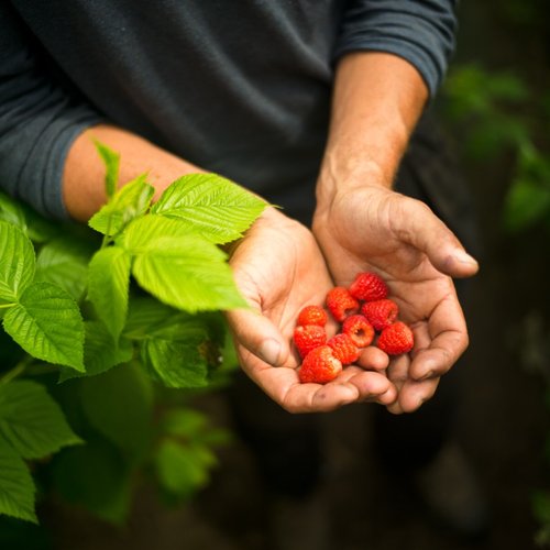 Hands holding freshly picked raspberries among lush green leaves.