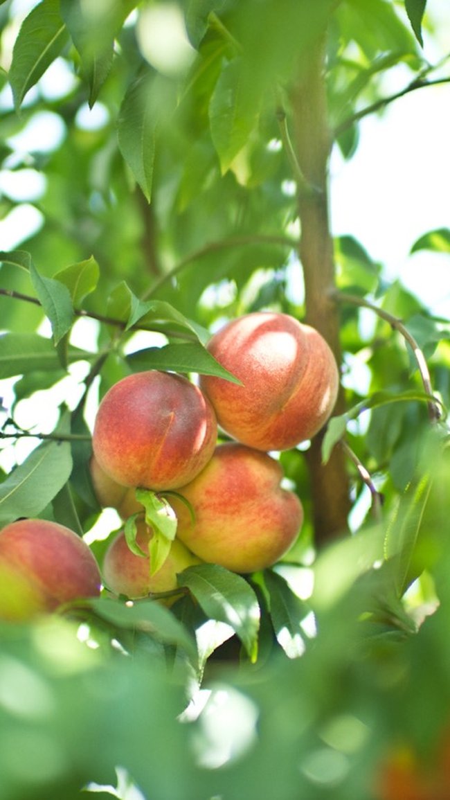 Ripe peaches hanging on a tree branch, surrounded by lush green leaves, with sunlight filtering through the foliage.