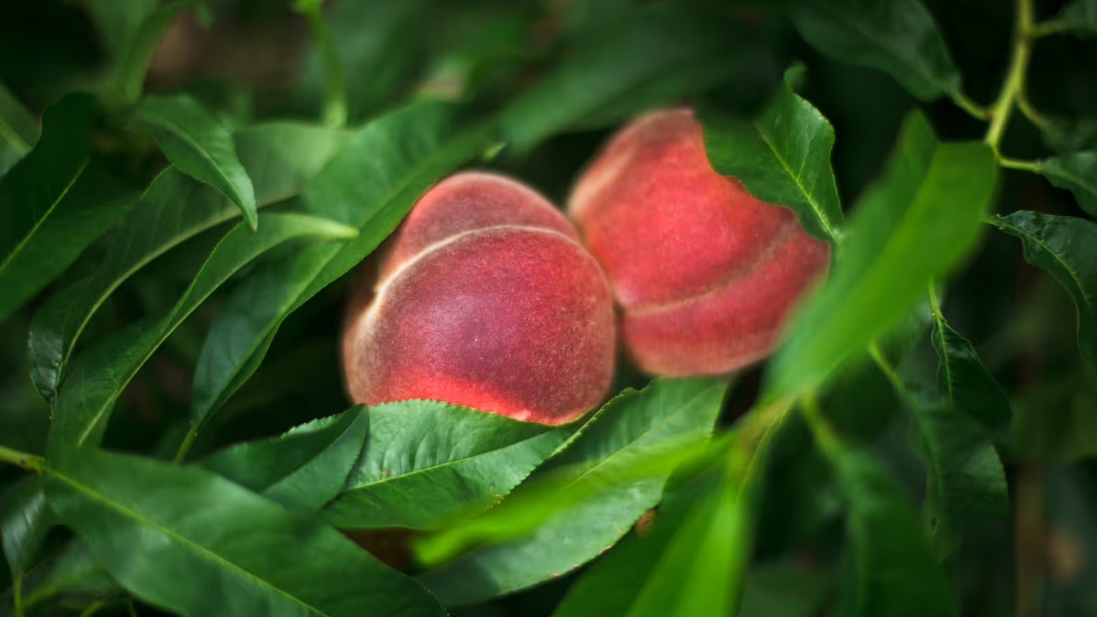 Two ripe peaches nestled among lush green leaves.