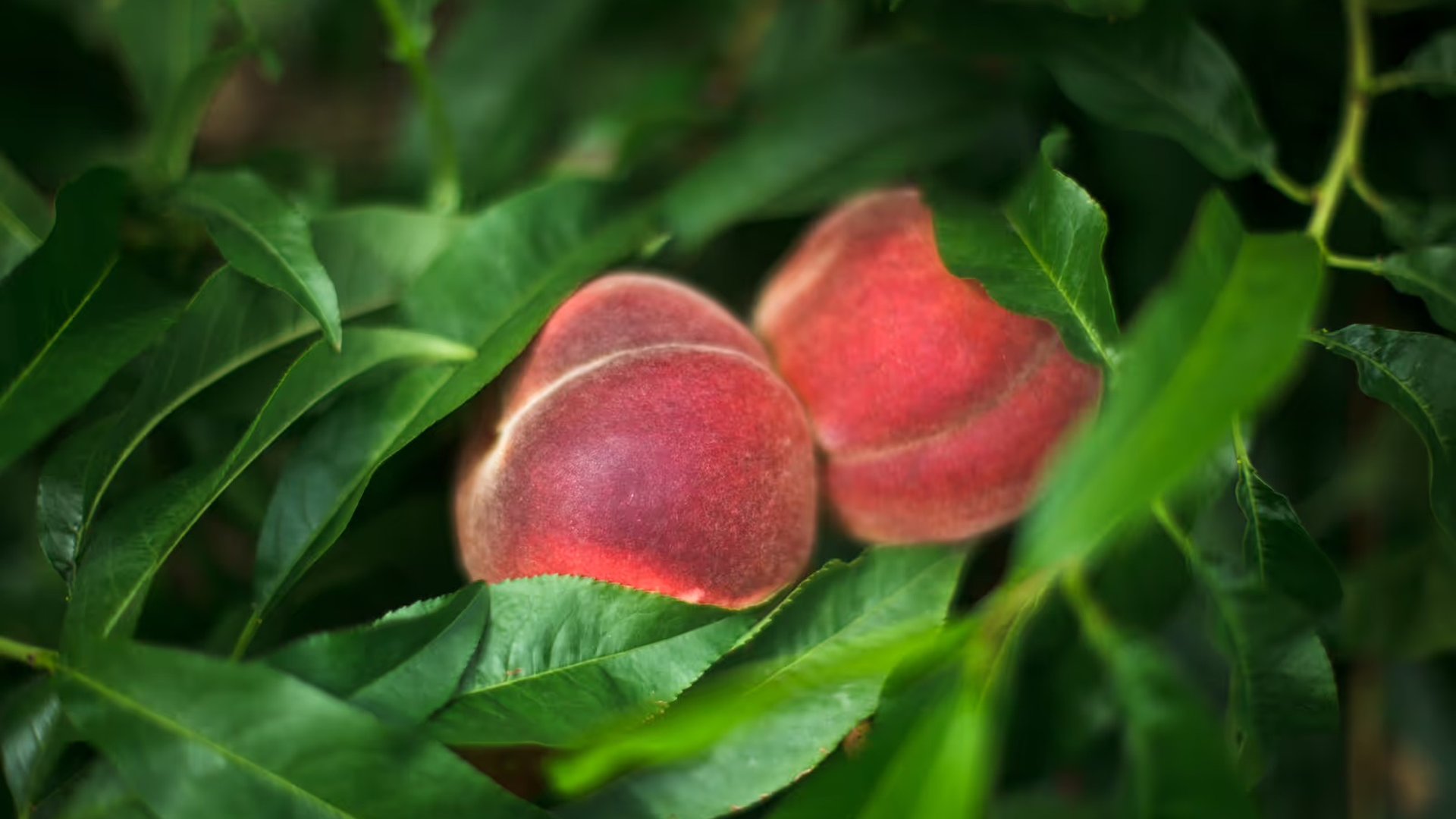 Two ripe peaches nestled among lush green leaves.
