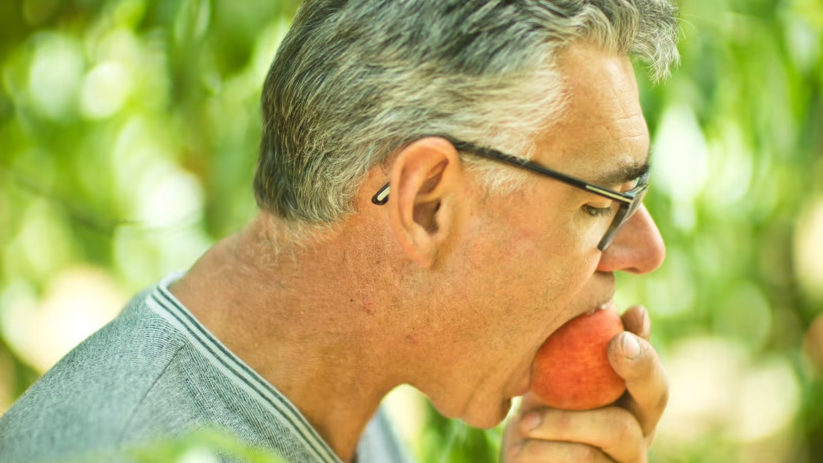 Man with gray hair and glasses eating a peach in an orchard, surrounded by green leaves.