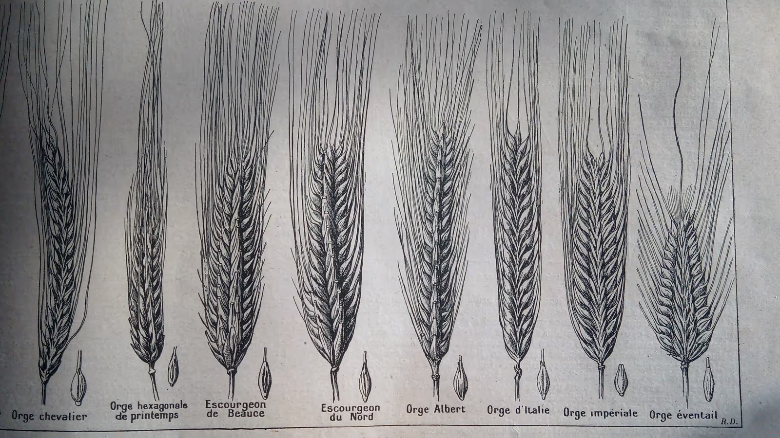 A black and white botanical illustration showing five different types of wheat ears side-by-side.