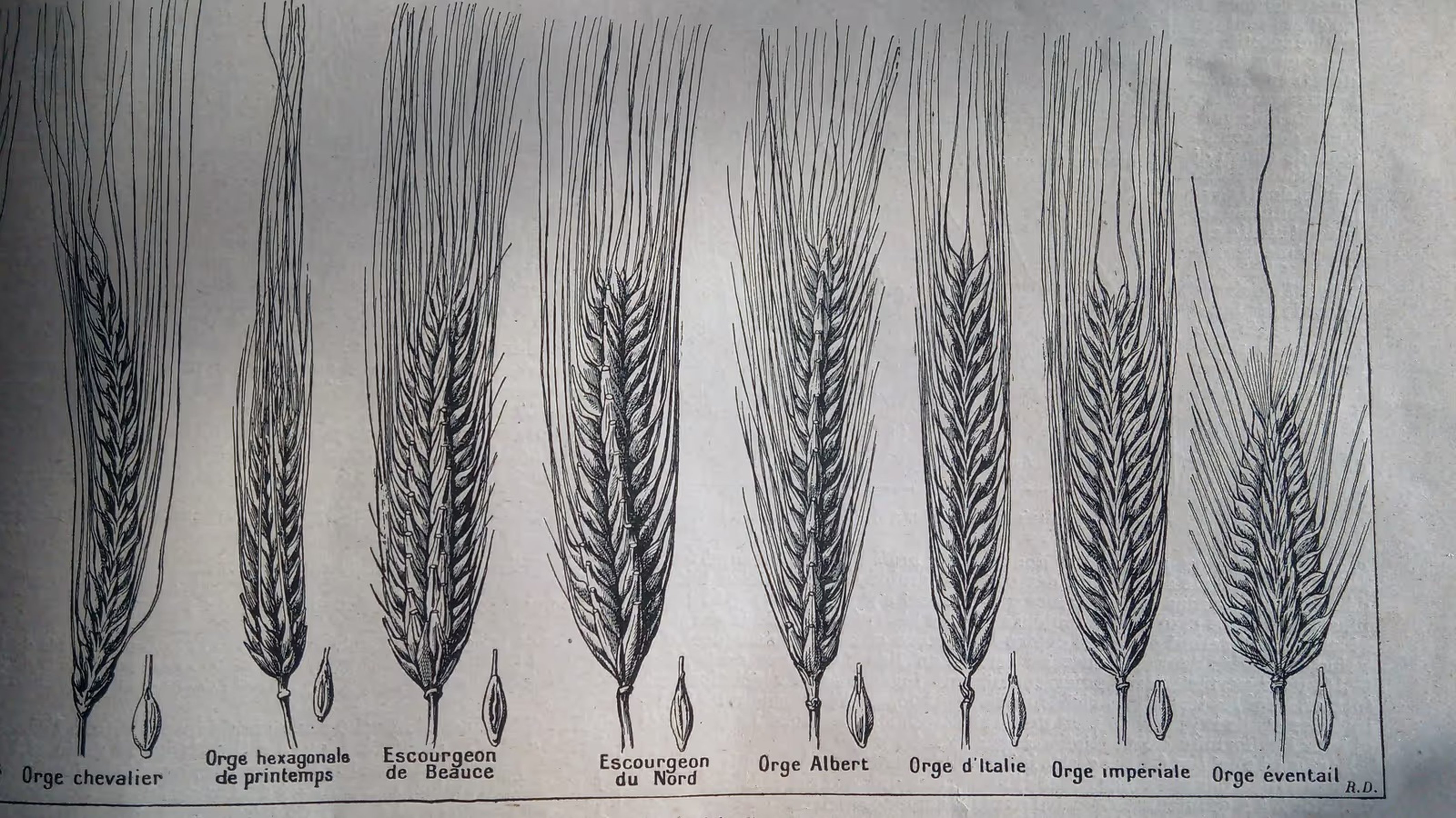 A black and white botanical illustration showing five different types of wheat ears side-by-side.