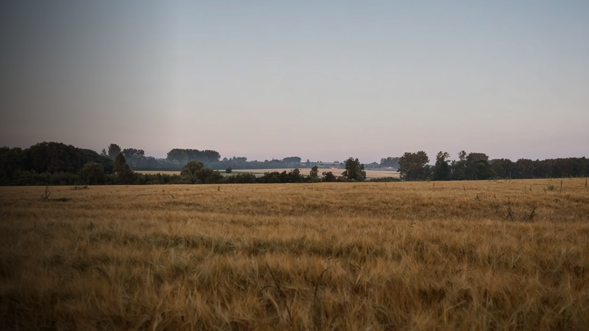 Fields in the Senne valley growing grains to turn into delivious lambik.