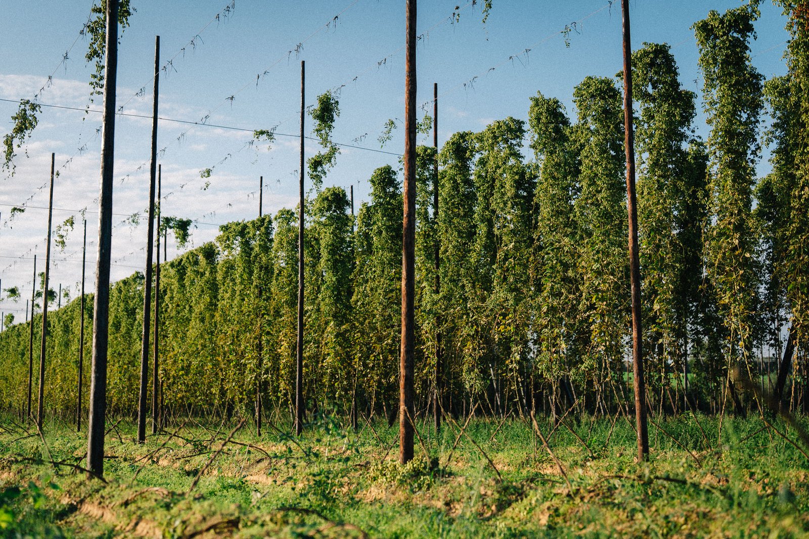 Rows of tall hop plants climbing wooden poles in a lush green field under a clear blue sky.