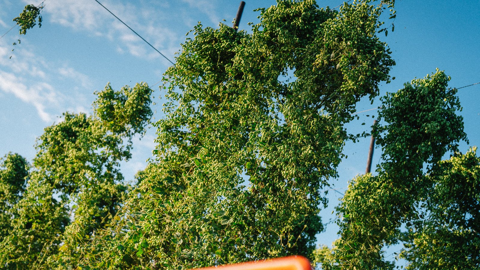 Tall green hop plants grow upward on wires against a clear blue sky, with an orange structure partially visible at the bottom.