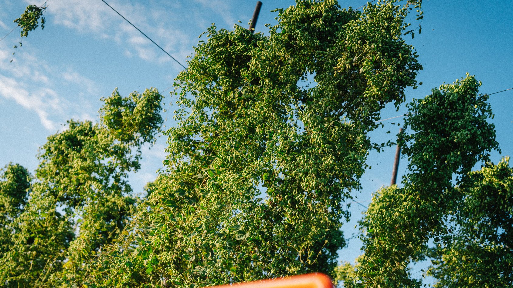 Tall green hop plants grow upward on wires against a clear blue sky, with an orange structure partially visible at the bottom.
