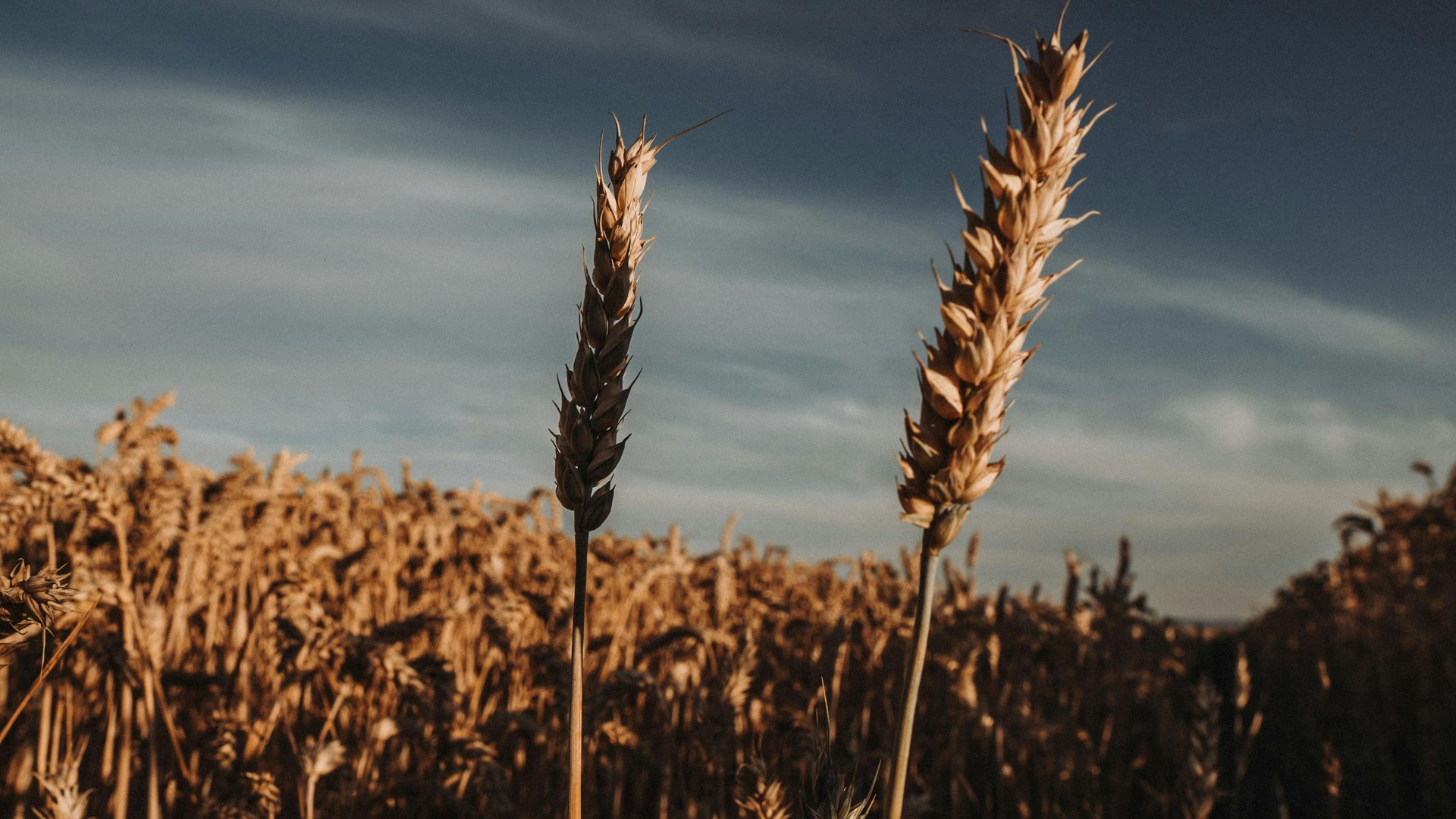 A low-angle shot of two wheat stalks silhouetted against a moody, dark grey sky.