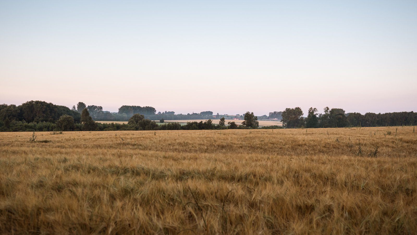 A wide, peaceful view of a stubbly grain field at dusk, with a soft gradient sky in the background.