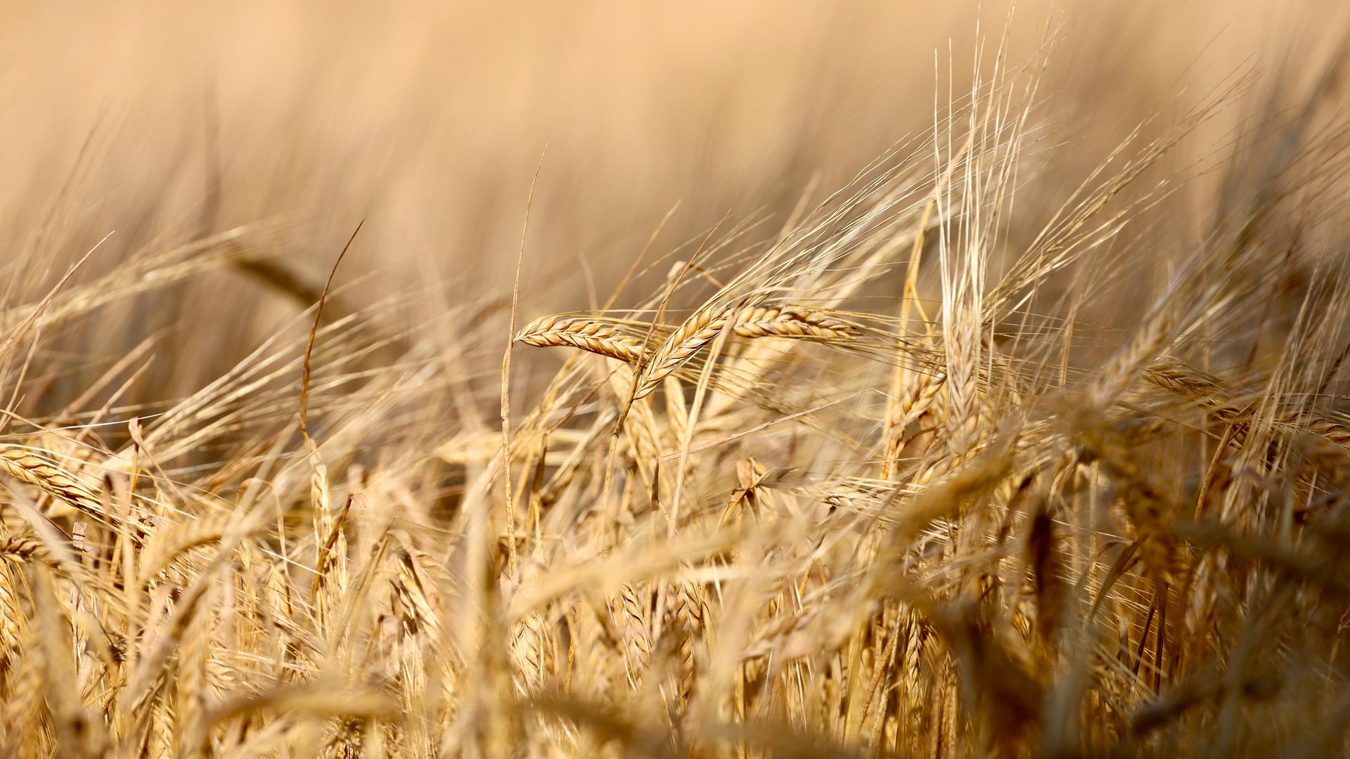 A close-up view of a dense field of golden wheat, with sunlight highlighting the textures of the ears.