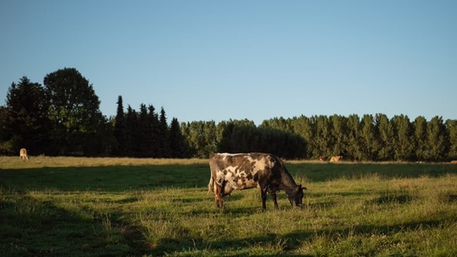 Red and white cows grazing in a green meadow with trees in the background under a blue sky.