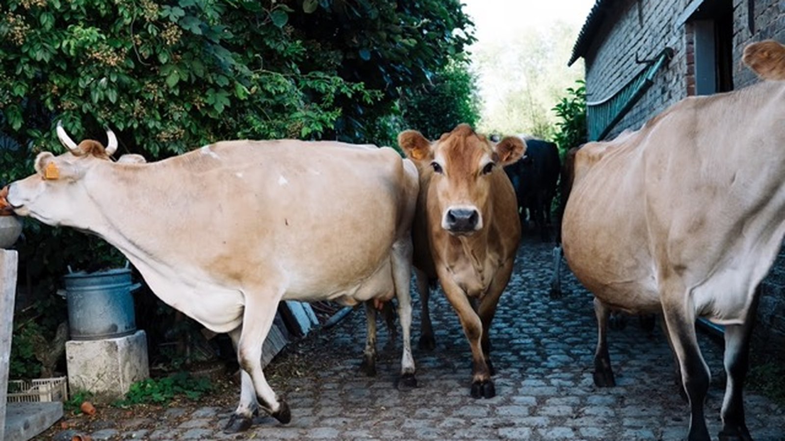 Three brown cows walking on a cobblestone path between a brick building and dense greenery.