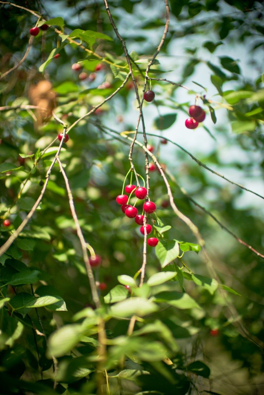 A close-up of blackberries growing on the bush with a hand reaching in to pick them.