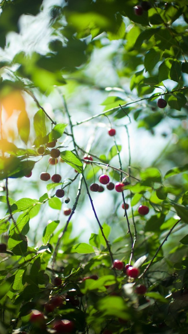 Sunlit cherry tree branches with clusters of red cherries and vibrant green leaves against a soft, blurred background.