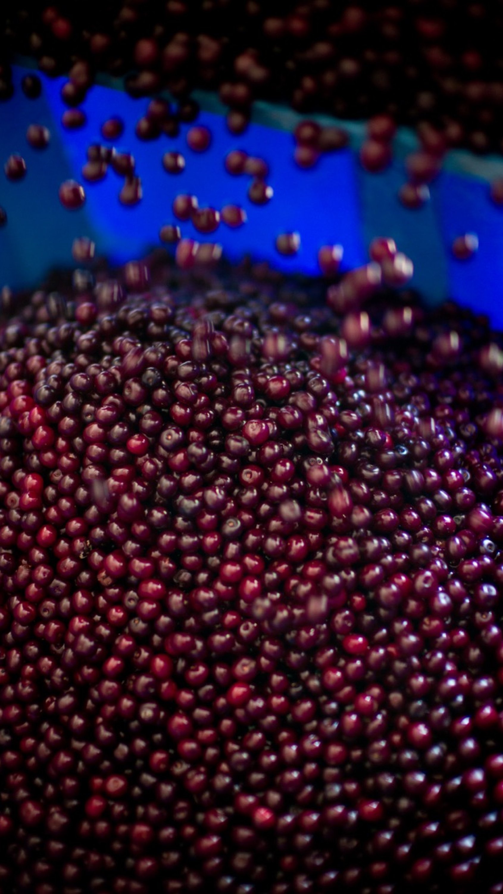 Many small, dark red schaarbeekse cherries cascading around each other against a vivid blue background.