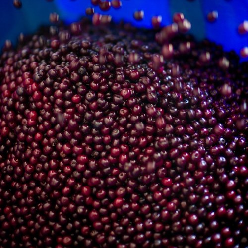 A close-up of blackberries growing on the bush with a hand reaching in to pick them.