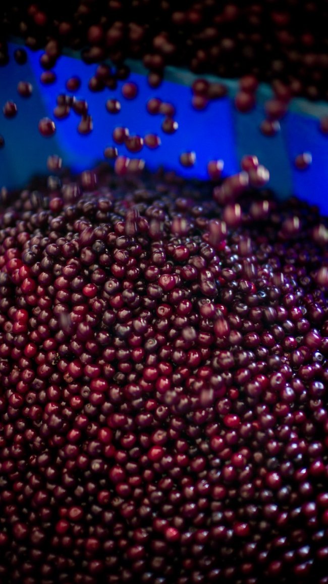 Many small, dark red schaarbeekse cherries cascading around each other against a vivid blue background.