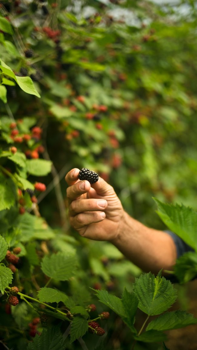 A close-up of blackberries growing on the bush with a hand reaching in to pick them.