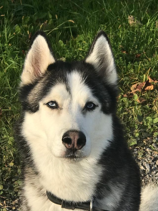 Hund Juno von Nicole M.