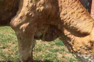 Rind mit Lumpy Skin Disease