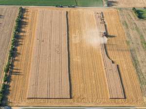 Mähdrescher erntet Weizenfeld