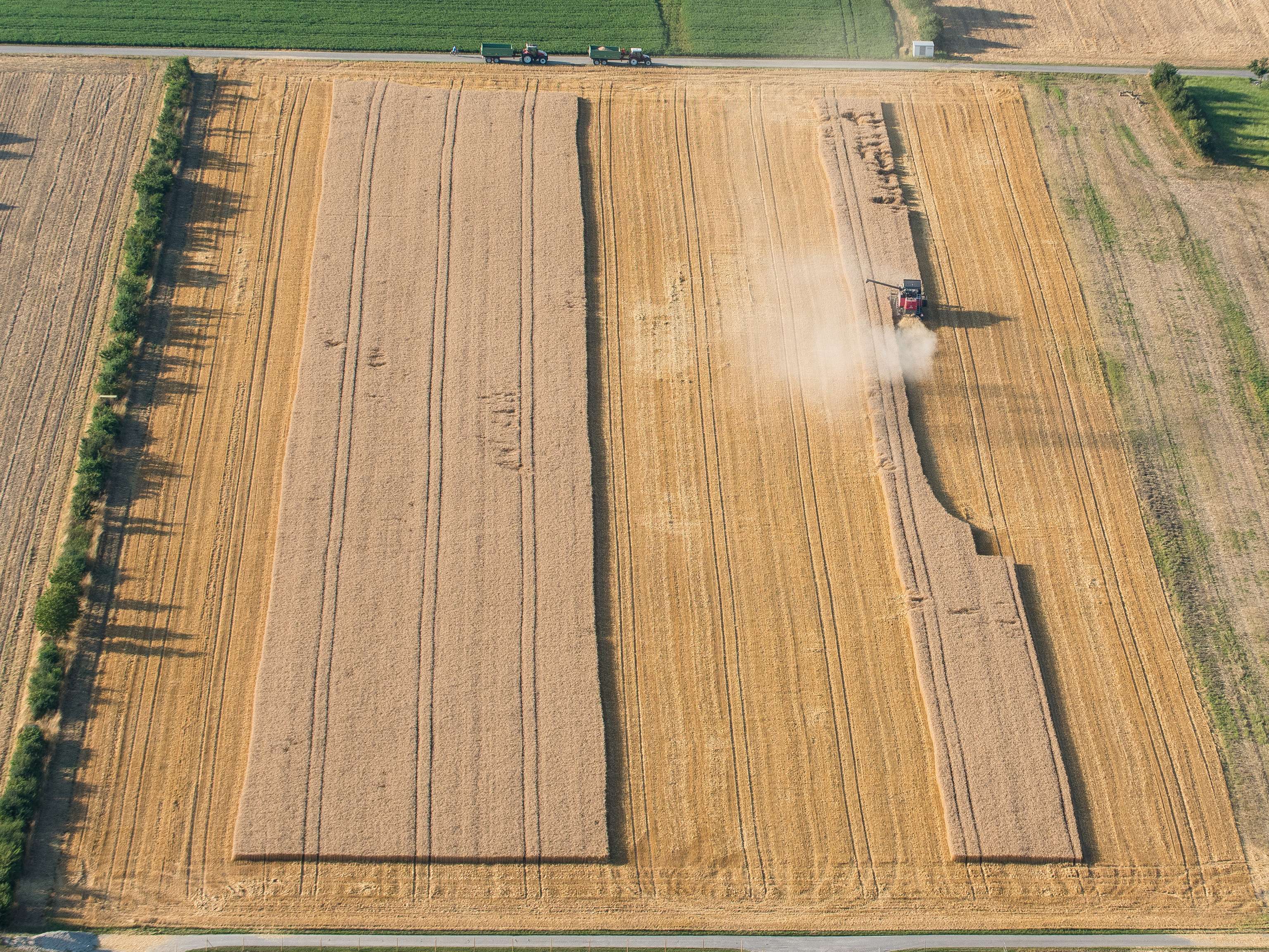 Mähdrescher erntet Weizenfeld