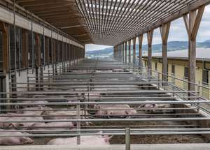 Schweinestall mit Auslauf