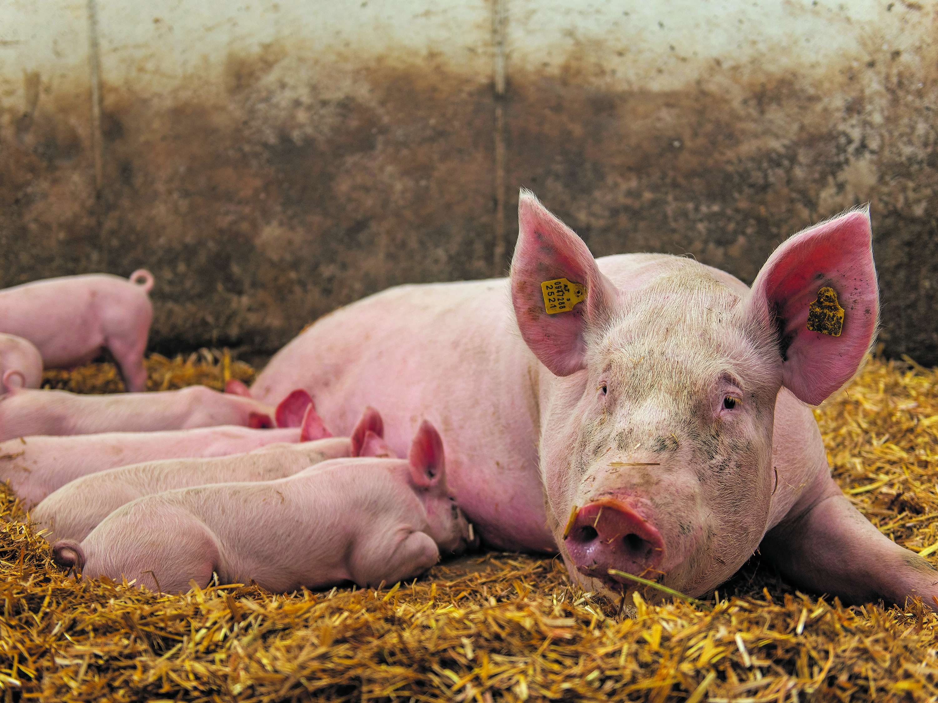Schwein mit Ferkel im Stall