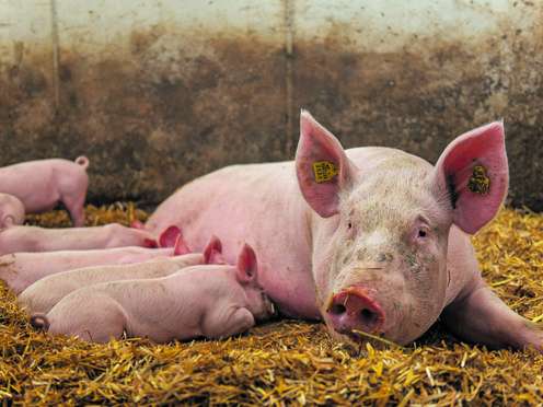 Schwein mit Ferkel im Stall