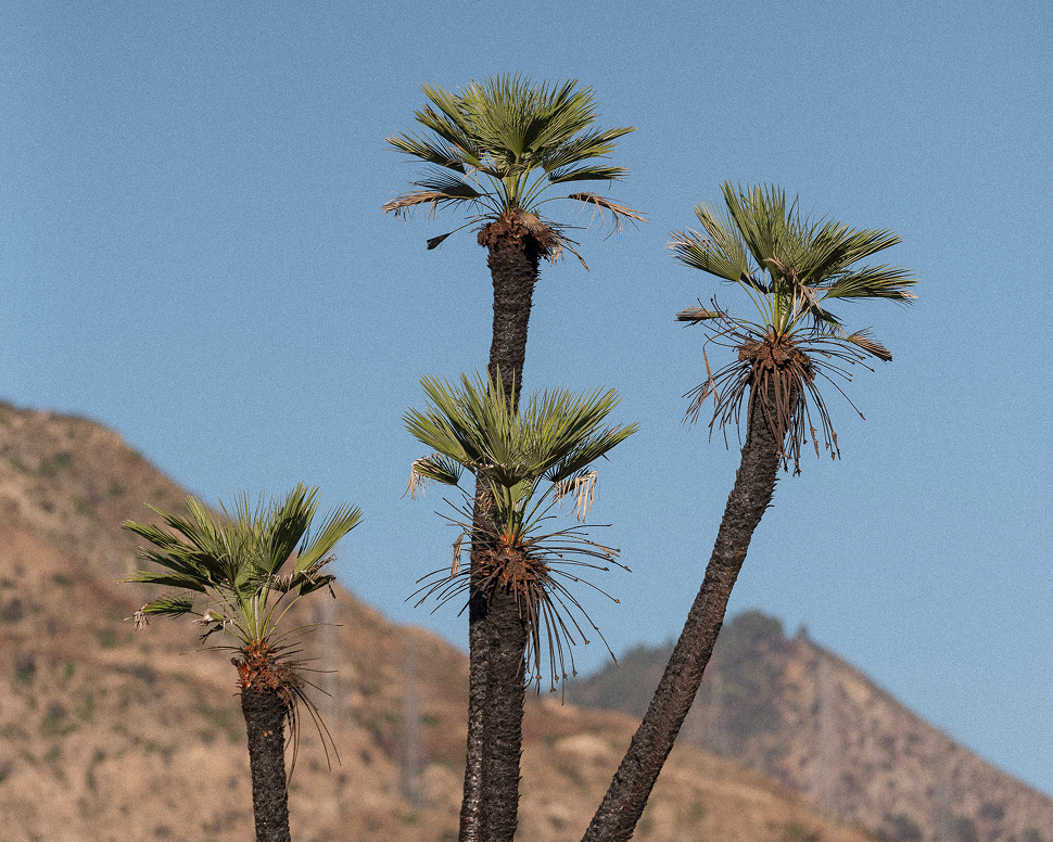 Four tall palm trees with sparse leaves stand against a clear blue sky, with arid hills in the background.