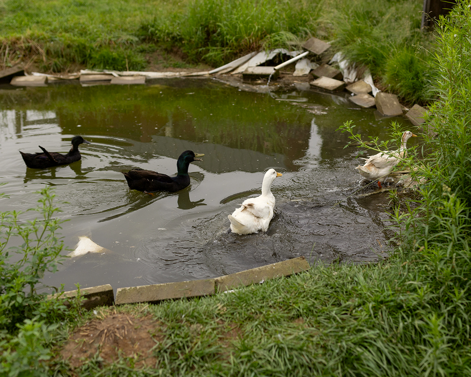 Ducks swimming in a small pond surrounded by grass and stones.