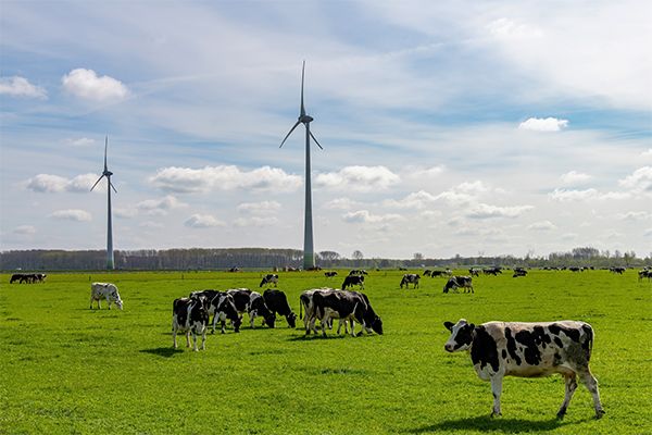 cows_pasture_windmill