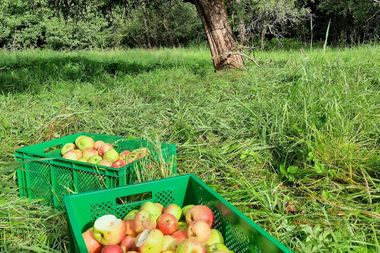 Eine Kiste voller Äpfel vor einem Apfelbaum im Gras.