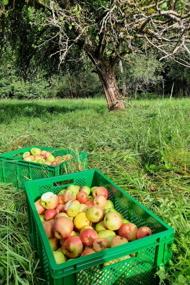 Eine Kiste voller Äpfel vor einem Apfelbaum im Gras.