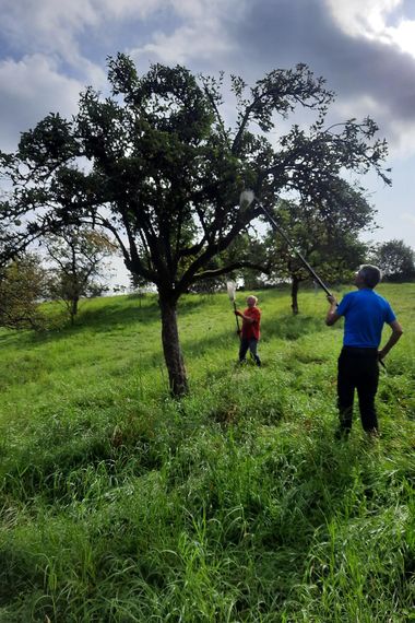 Menschen stehen auf einer Wiese an einem Apfelbaum und holen mit langen Käschern Äpfel runter.