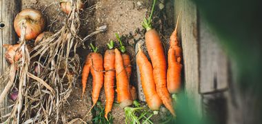 Geerntete Zwiebeln und Karotten aus dem eigenen Garten.