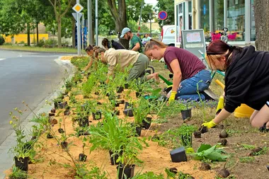 Menschen bepflanzen einen Grünstreifen neben einer Straße – viele kleine Pflanzen sind in regelmäßigen Abständen auf den sandigen Boden gestellt.