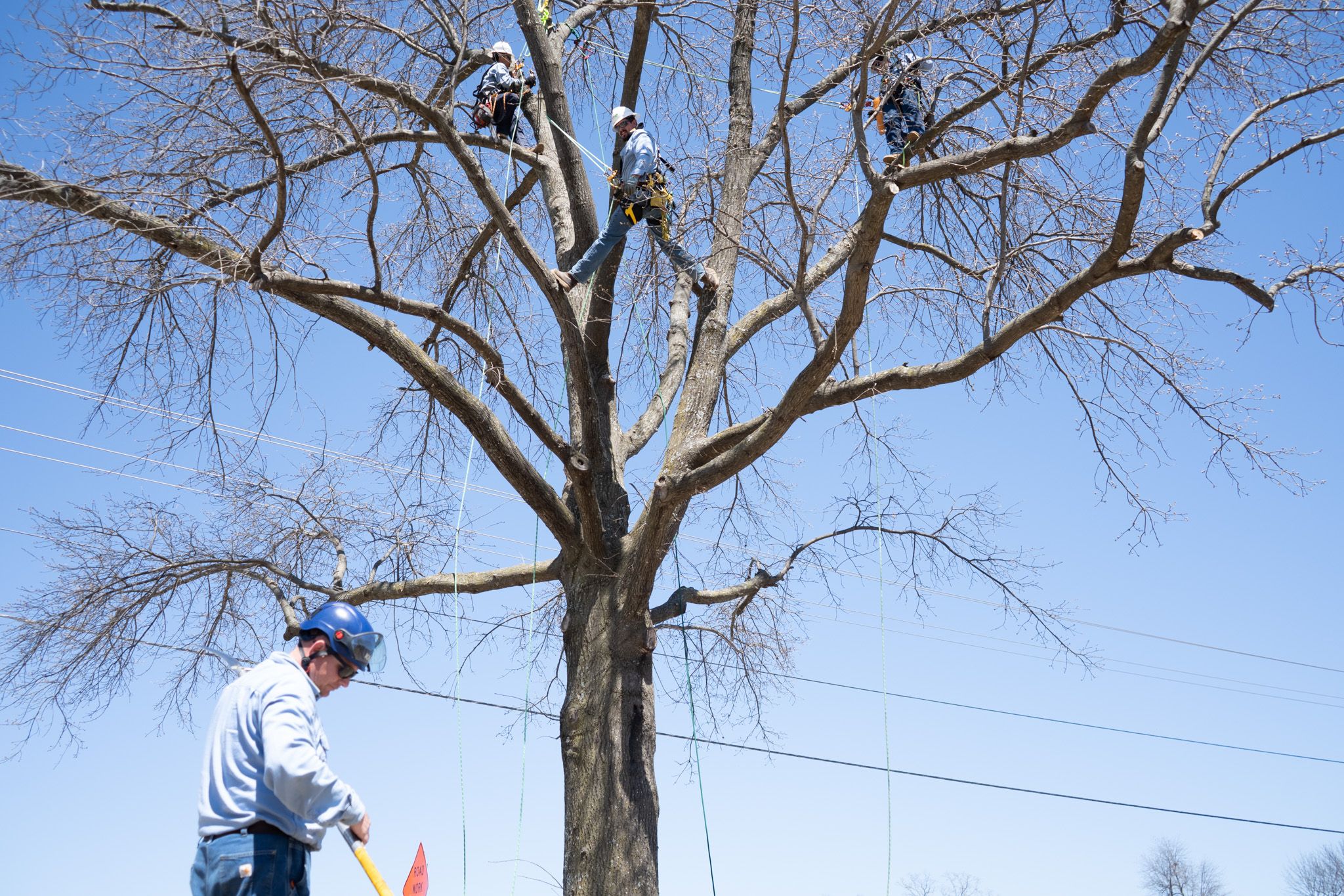 Workers in safety gear climb a large, leafless tree, while another worker on the ground observes. Clear blue sky in the background.