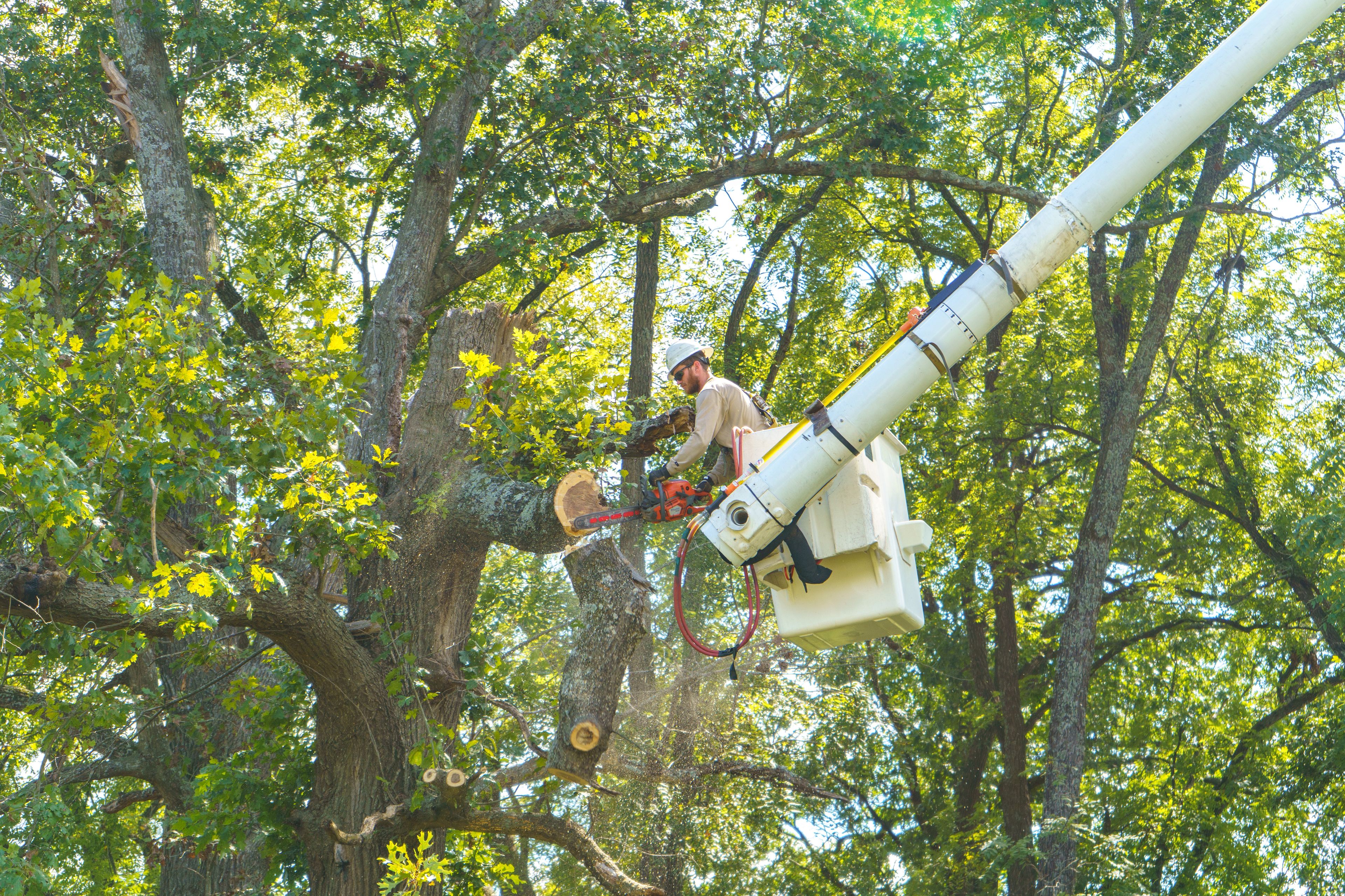 Worker in a cherry picker trims a large tree with a chainsaw, surrounded by lush green foliage on a sunny day.