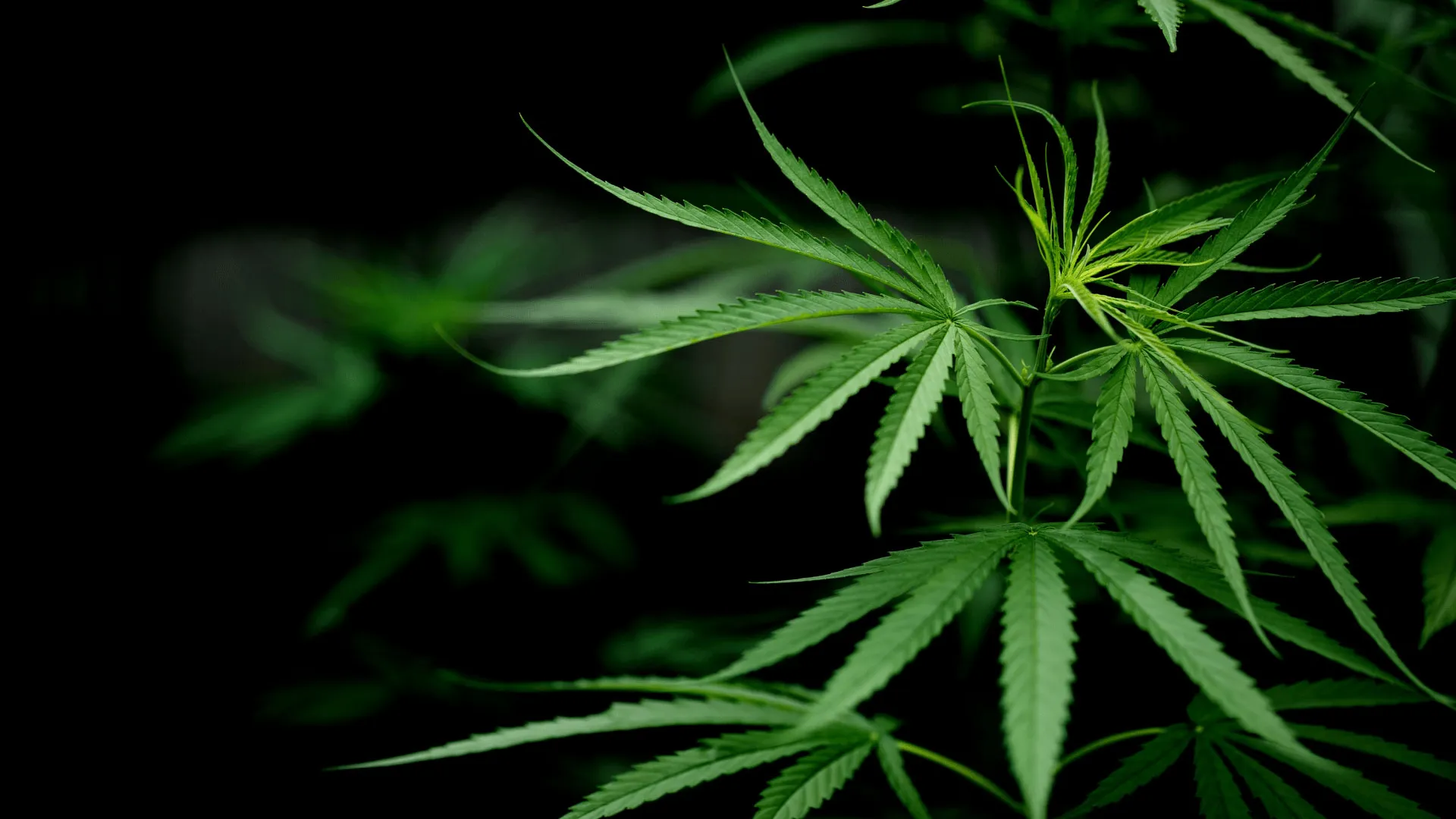 Close-up of vibrant green cannabis leaves against a dark background, showcasing their distinct serrated edges and pointed tips.