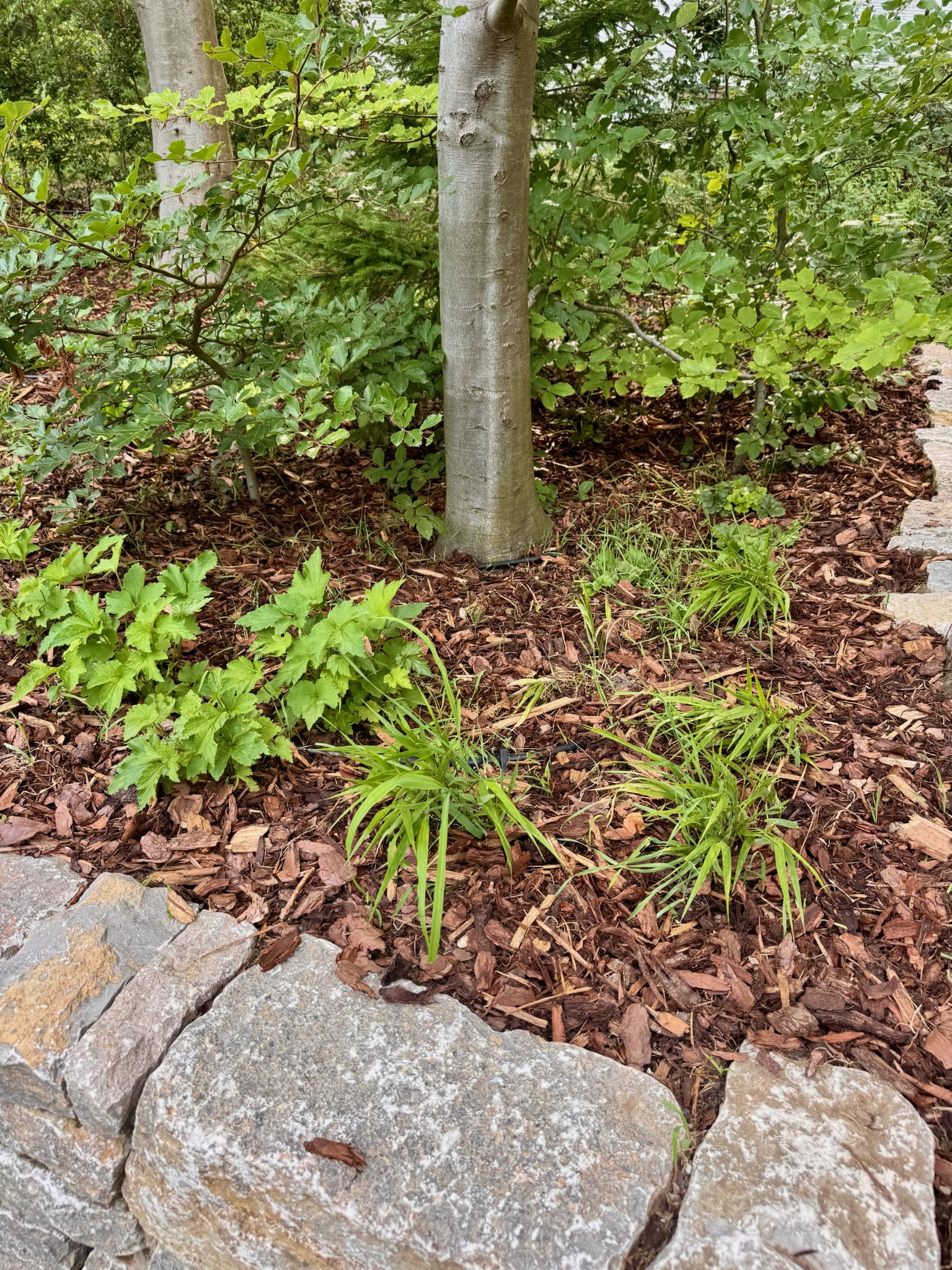 Image for 