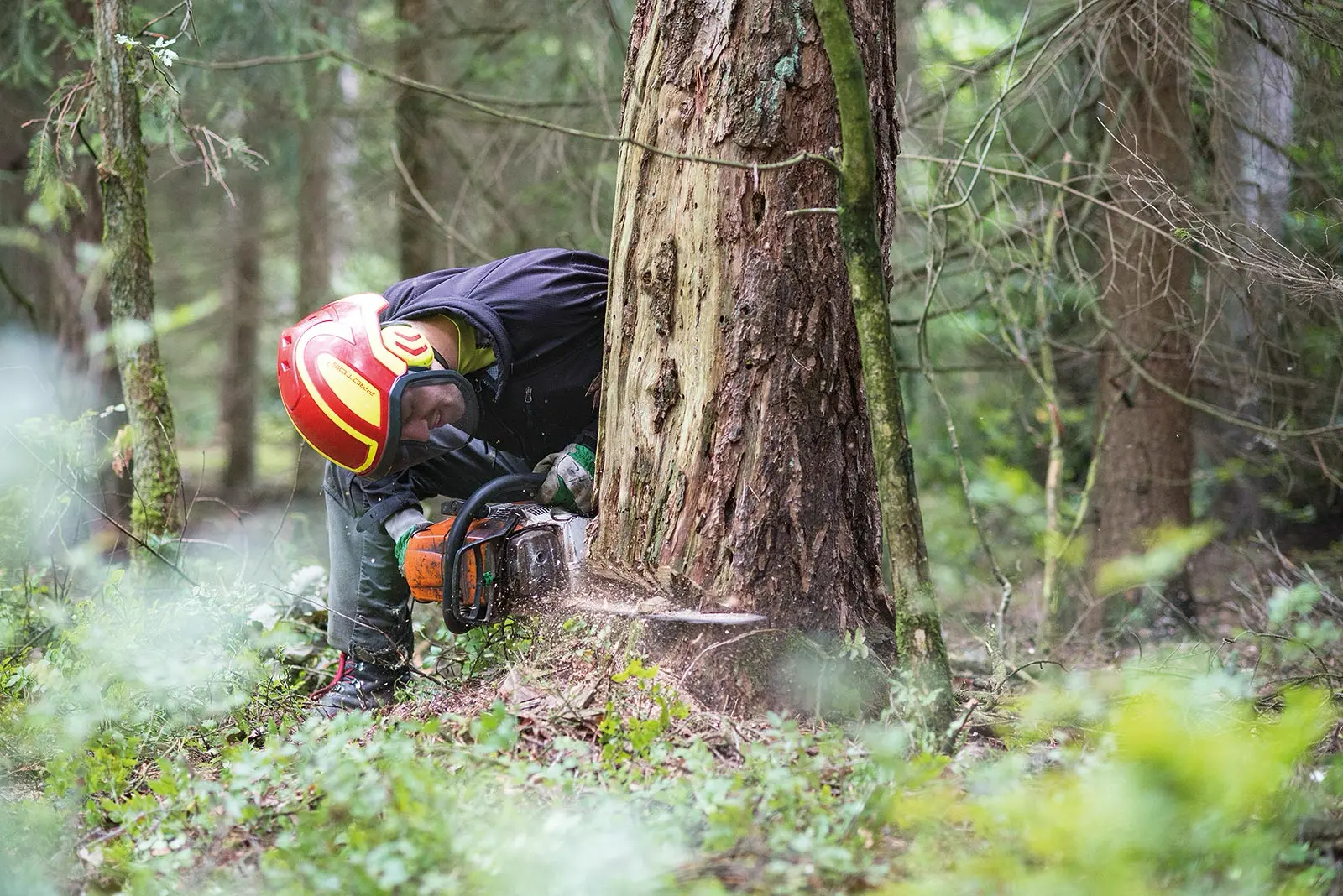 Image for Baumfällung