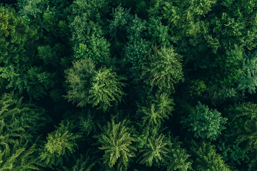 Im Wald wird nichts verschwendet - so kann es auch mit Farben sein