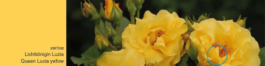 Eine gelbe Farbe von ktCOLOR die leicht und besonnt wirkt